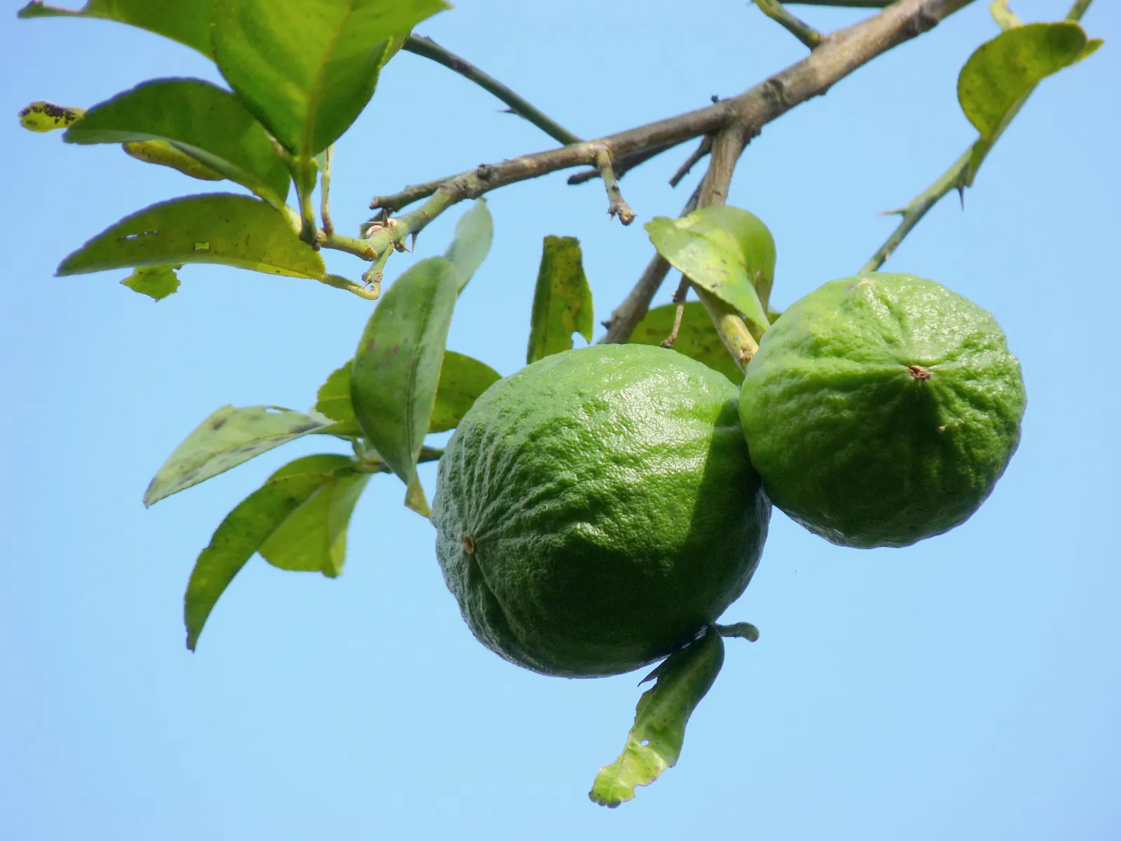 Key Lime (Citrus X Aurantifolia) — It sports dense foliage and sharp thorns