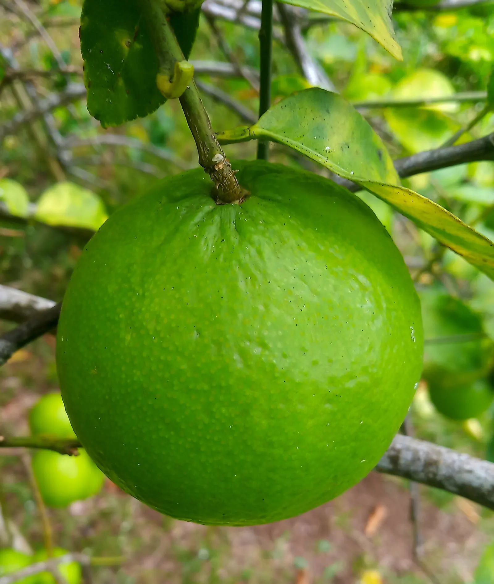 Key Lime (Citrus X Aurantifolia) — tree with white blooms; as the tree is prolific in its yield