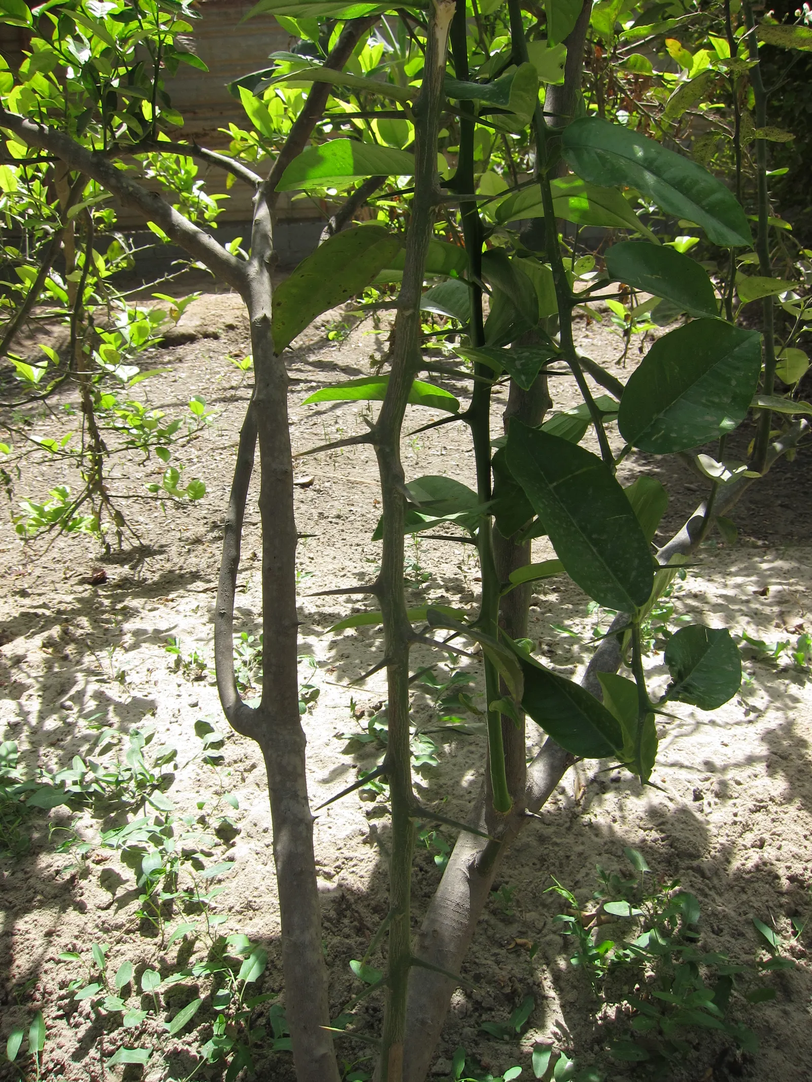 Key Lime (Citrus X Aurantifolia) — requiring protection when temperatures drop below freezing; tree with white blooms