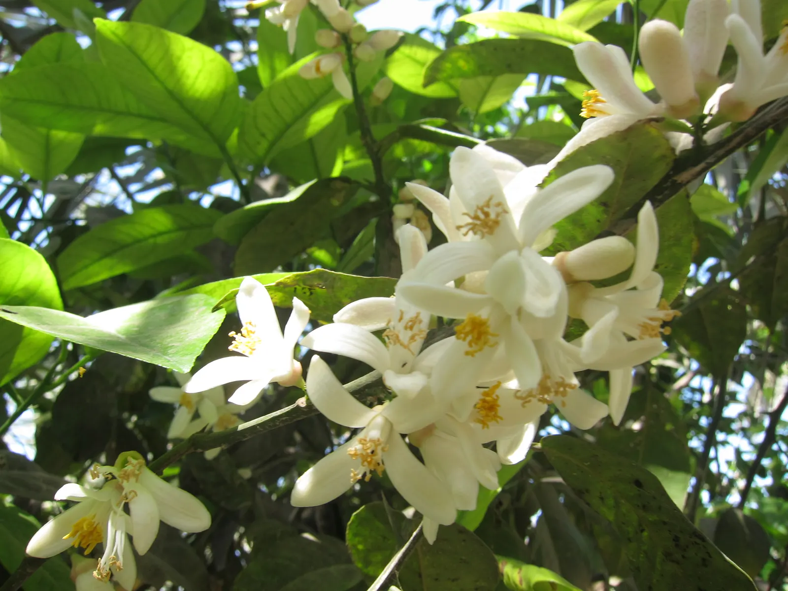 Key Lime (Citrus X Aurantifolia) — this tree typically grows up to 6 to 13 feet in height and spreads a similar width