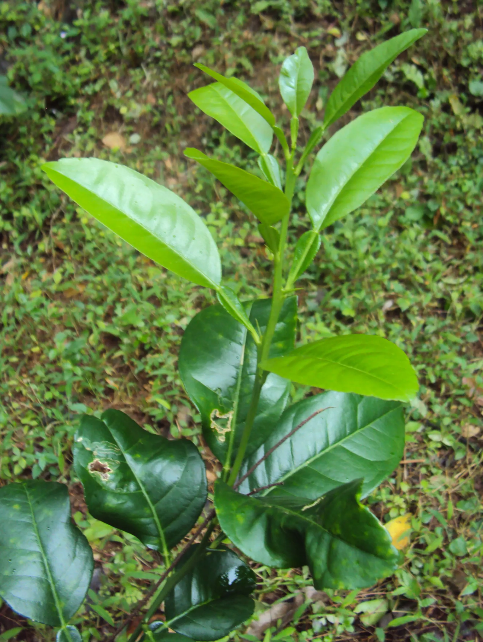 Key Lime (Citrus X Aurantifolia) — A smaller statured citrus