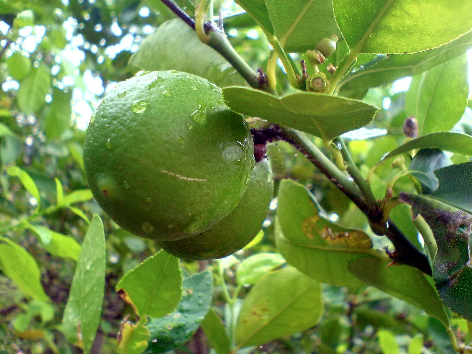 Key Lime (Citrus X Aurantifolia) — which provide a year-round lush appearance.<br><br>Florally; the Key Lime (Citrus x aurantifolia)