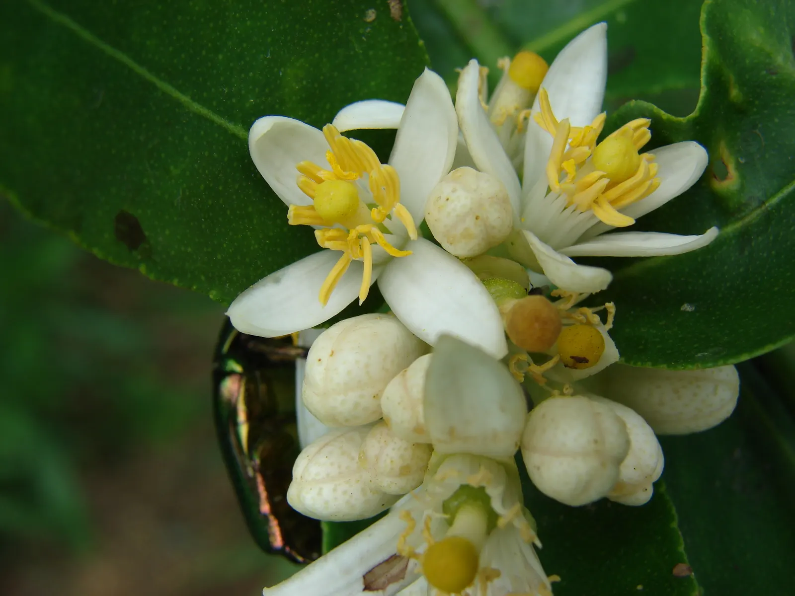 Key Lime (Citrus X Aurantifolia) — tree for full; and ample sunlight for this sun-loving citrus to thrive