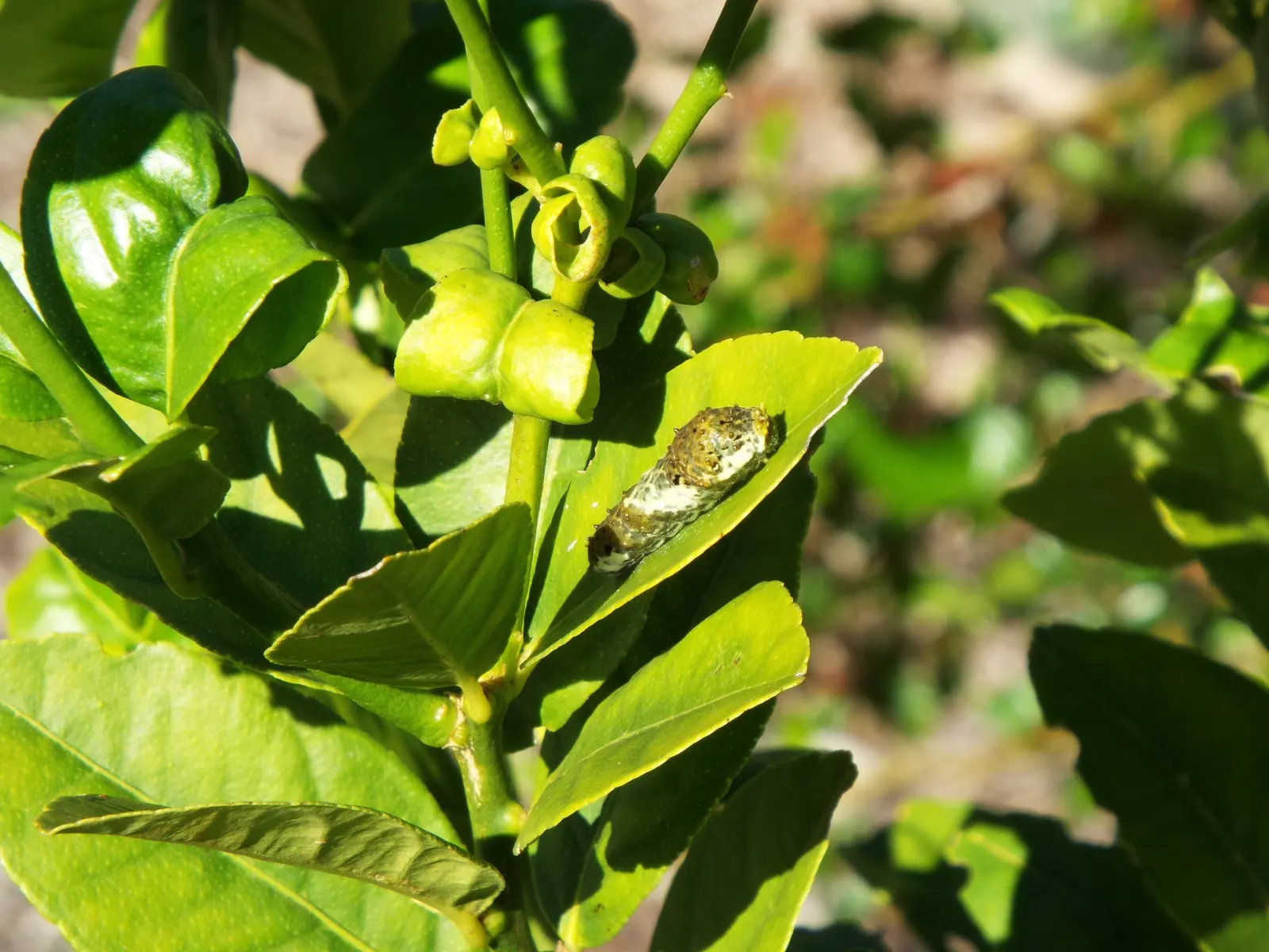 Key Lime (Citrus X Aurantifolia) — When incorporating it into a landscape plan