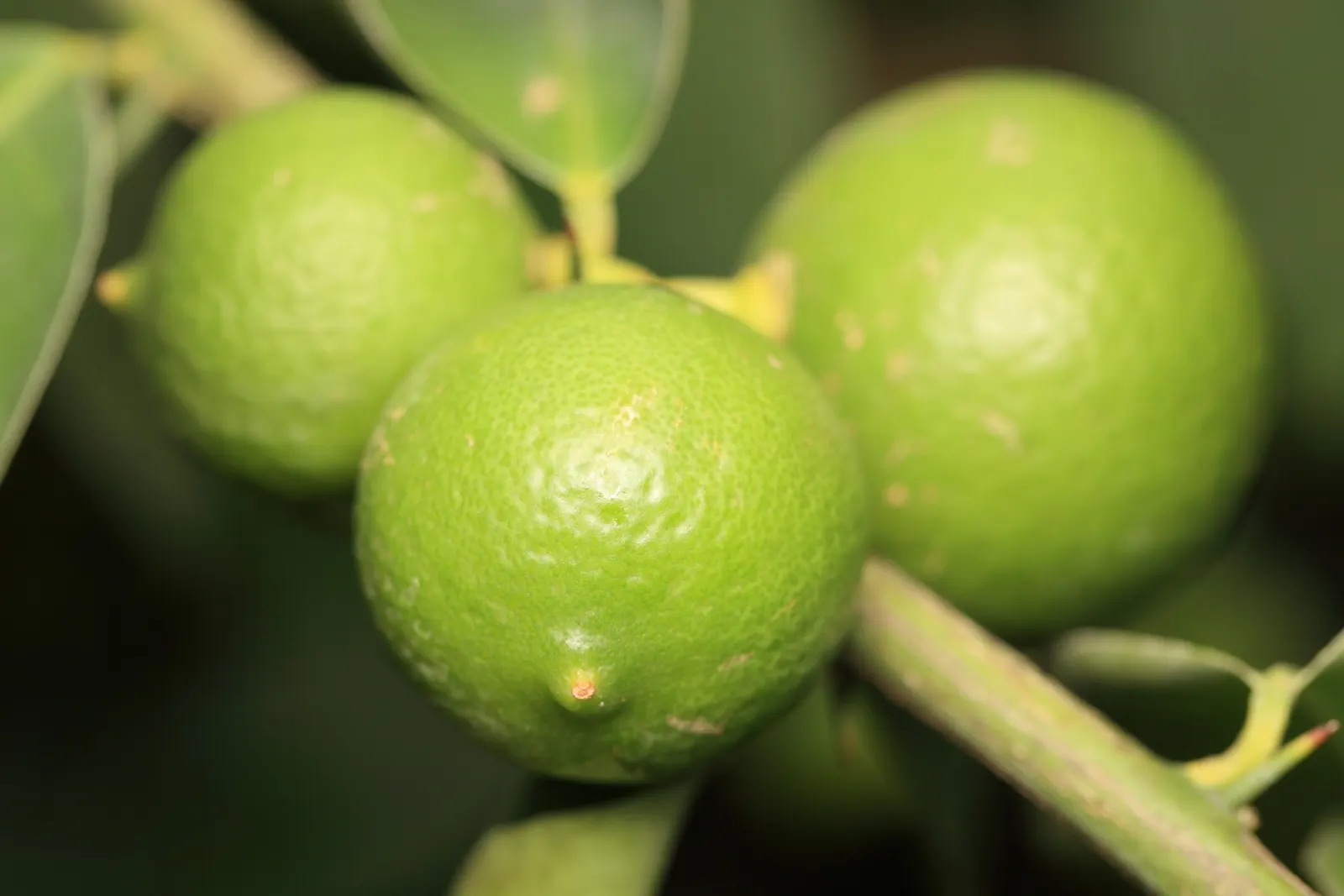 Key Lime (Citrus X Aurantifolia) — offering both visual appeal and practical bounty; which provide a year-round lush appearance.<br><br>Florally