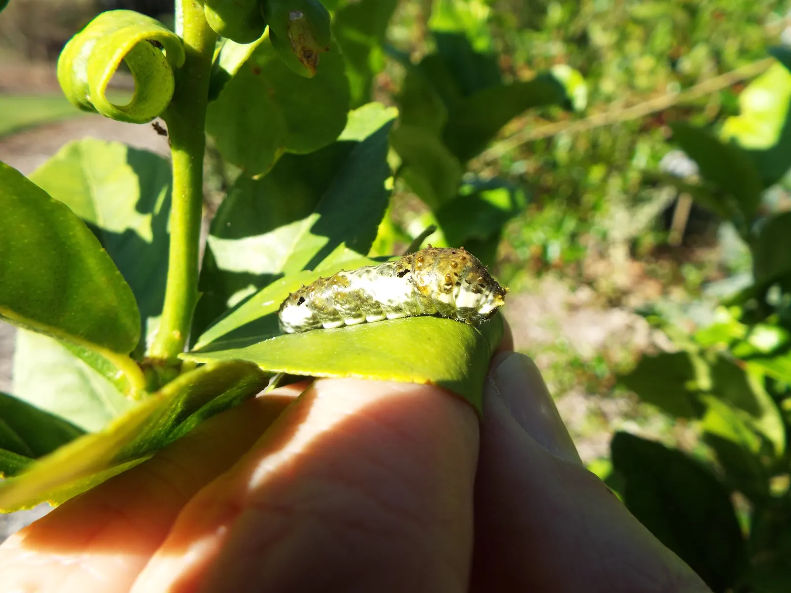 Key Lime (Citrus X Aurantifolia) — which provide a year-round lush appearance.<br><br>Florally