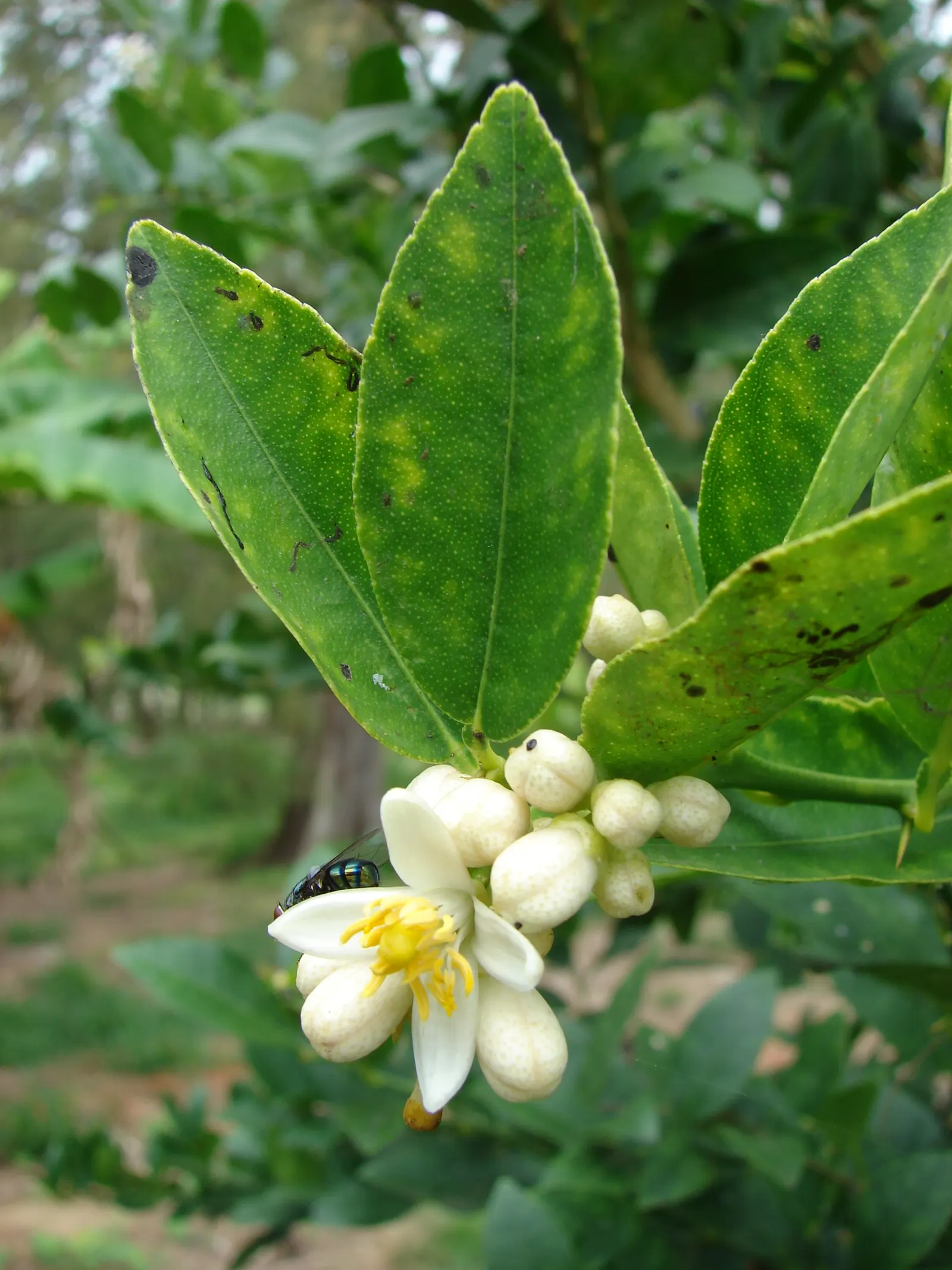 Key Lime (Citrus X Aurantifolia) — Its evergreen foliage is comprised of aromatic; offering both visual appeal and practical bounty