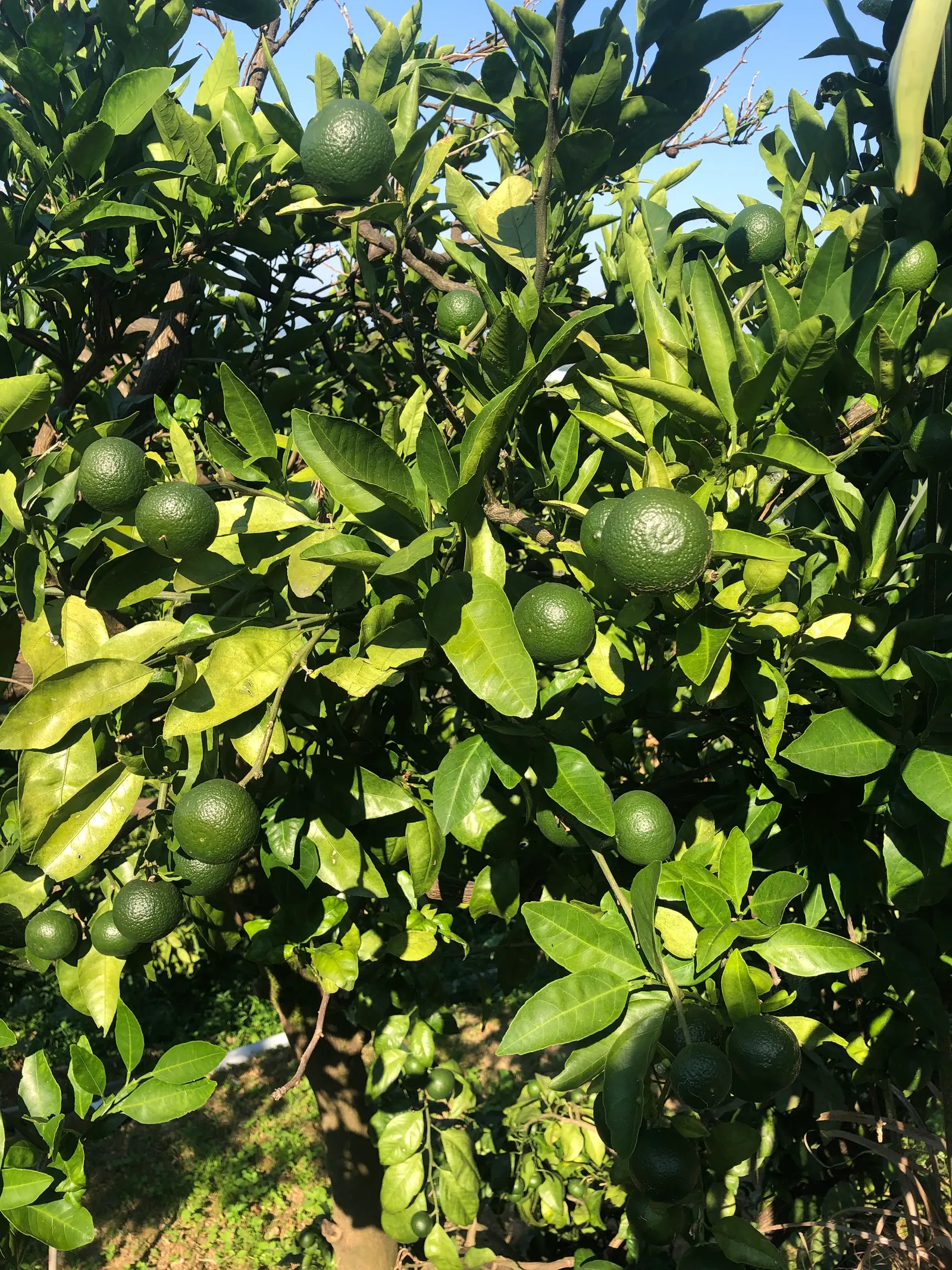 Key Lime (Citrus X Aurantifolia) — This culinary gem produces small, green to yellow, 1-2 inch diameter fruits renowned for their tart flavor; consider
