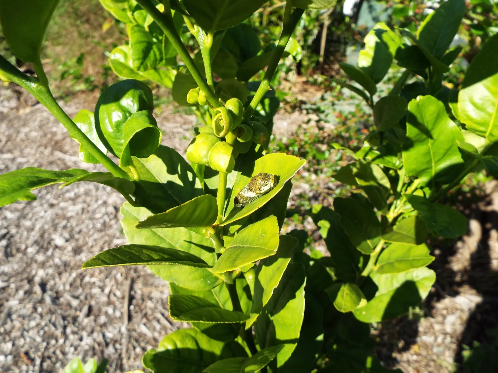 Key Lime (Citrus X Aurantifolia) — Harvesting can occur multiple times a year