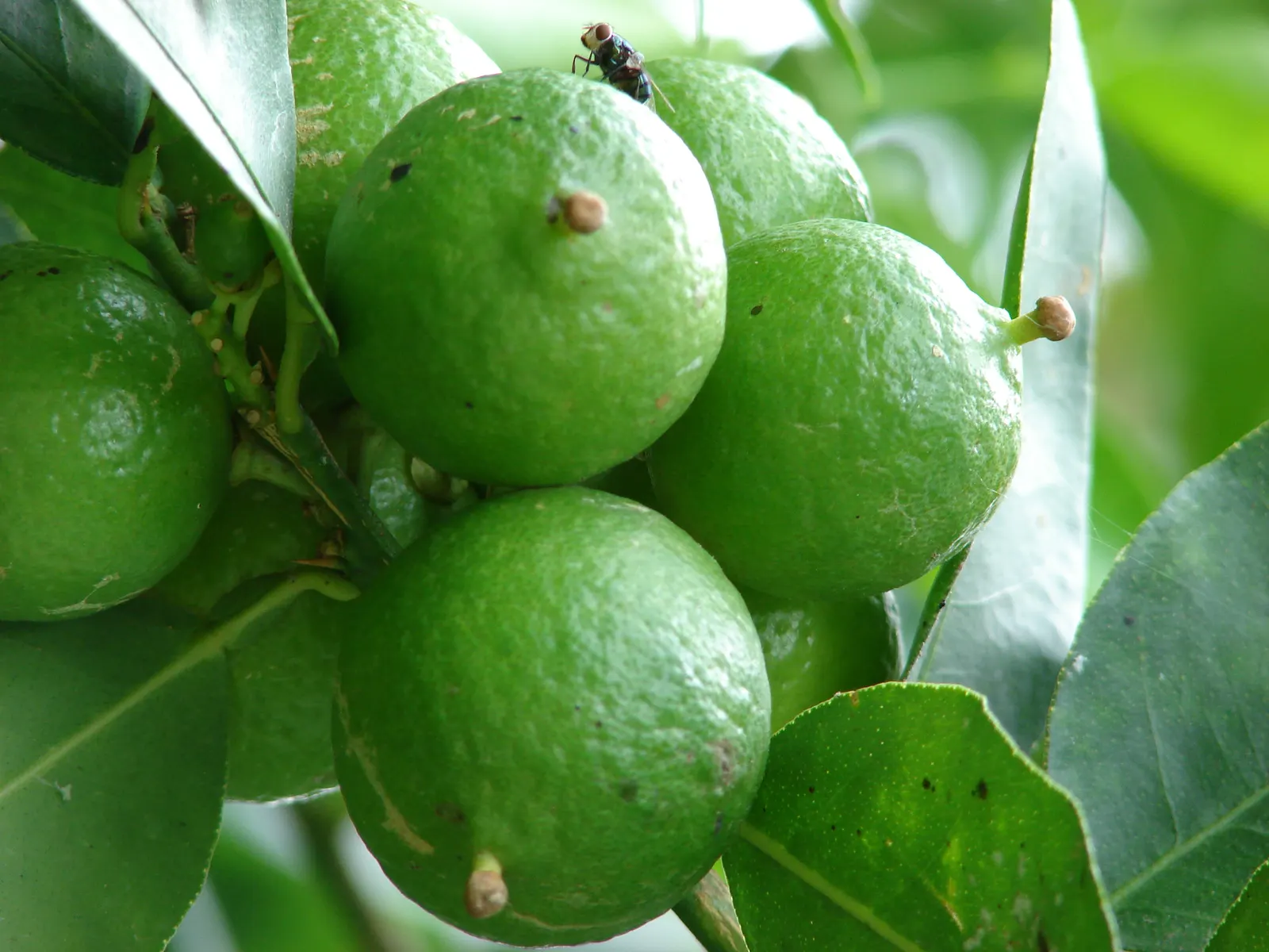 Key Lime (Citrus X Aurantifolia) — Prefers full sun and well-drained soil; it sports dense foliage and sharp thorns
