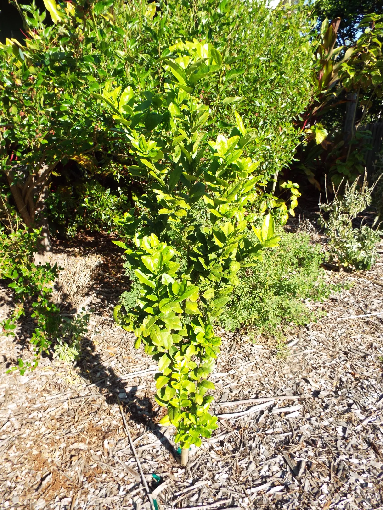 Key Lime (Citrus X Aurantifolia) — measuring 1 to 2 inches in diameter; tree for full