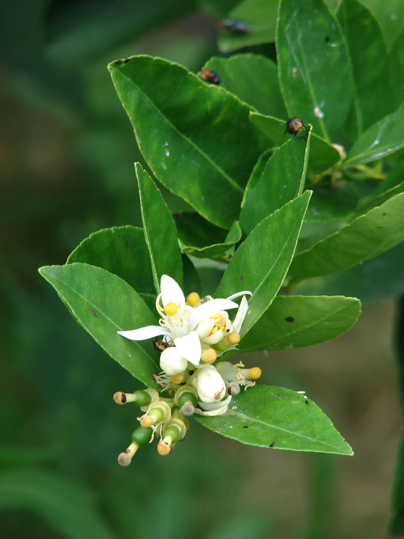 Key Lime (Citrus X Aurantifolia) — The Key Lime (Citrus x aurantifolia); this culinary gem produces small, green to yellow, 1-2 inch diameter fruits renowned
