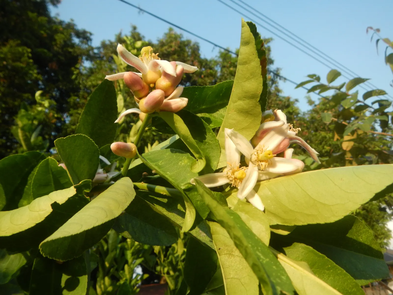 Key Lime (Citrus X Aurantifolia) — It sports dense foliage and sharp thorns; harvesting can occur multiple times a year