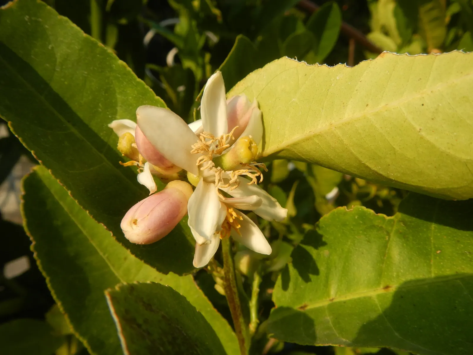 Key Lime (Citrus X Aurantifolia) — white flowers in the garden; its evergreen foliage is comprised of aromatic