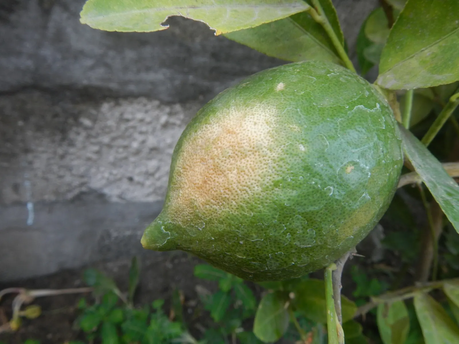 Key Lime (Citrus X Aurantifolia) — Its evergreen foliage is comprised of aromatic