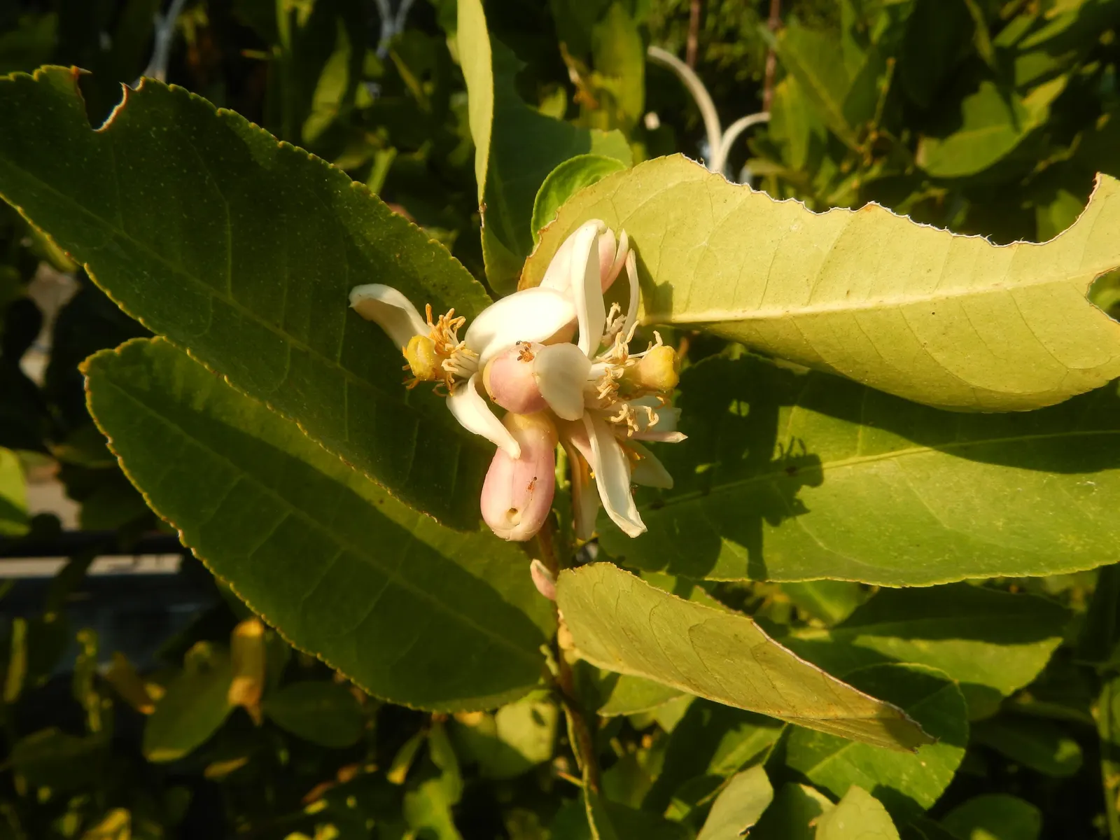 Key Lime (Citrus X Aurantifolia) — Harvesting can occur multiple times a year; scientifically known as Citrus x aurantiifolia