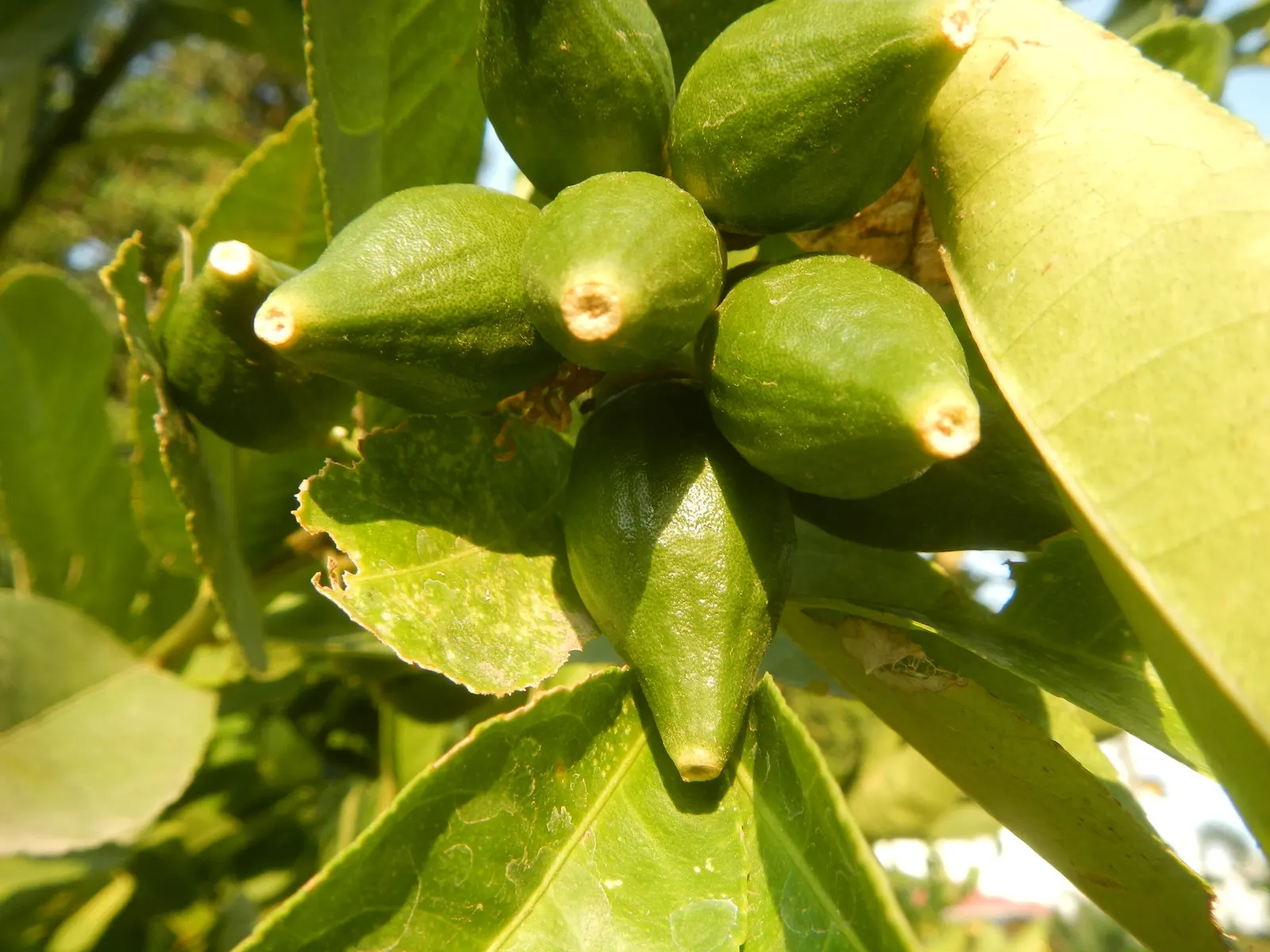 Key Lime (Citrus X Aurantifolia) — This culinary gem produces small, green to yellow, 1-2 inch diameter fruits renowned for their tart flavor