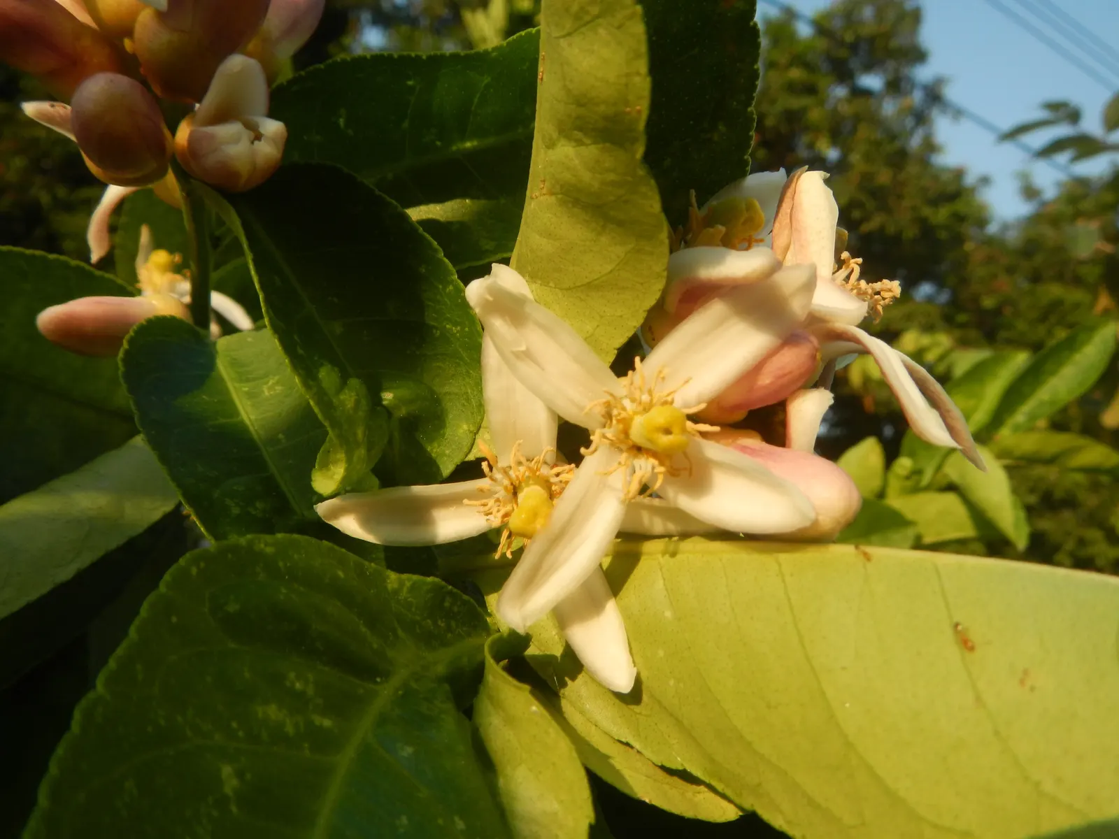 Key Lime (Citrus X Aurantifolia) — making it an ideal choice for residential gardens with limited space; green to yellow-green fruit