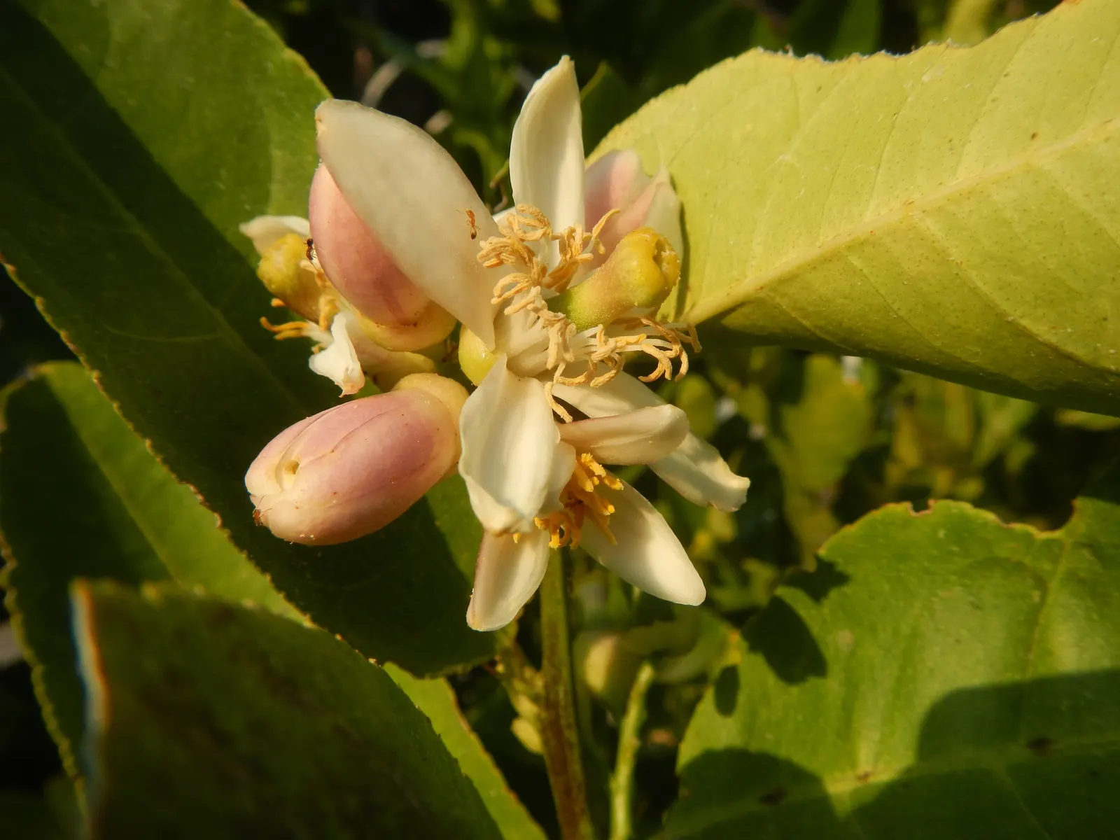 Key Lime (Citrus X Aurantifolia) — tree with white blooms