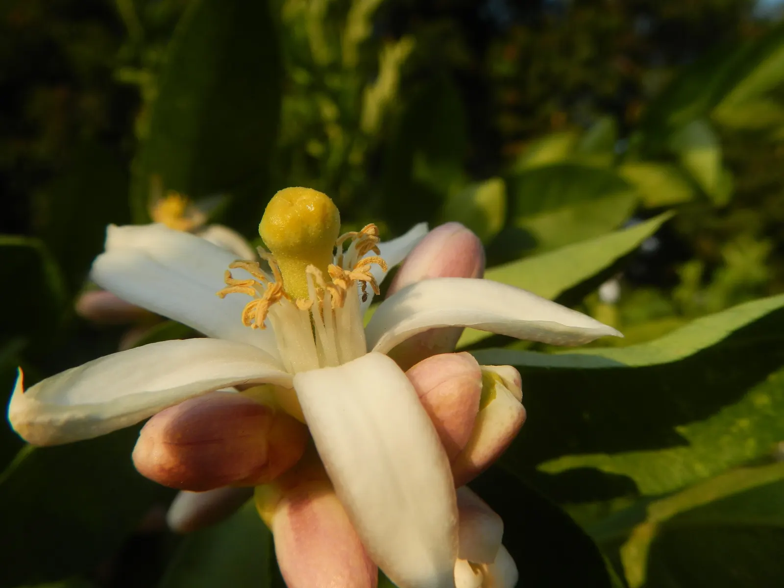 Key Lime (Citrus X Aurantifolia) — consider sufficient space for mature spread; white flowers in the garden