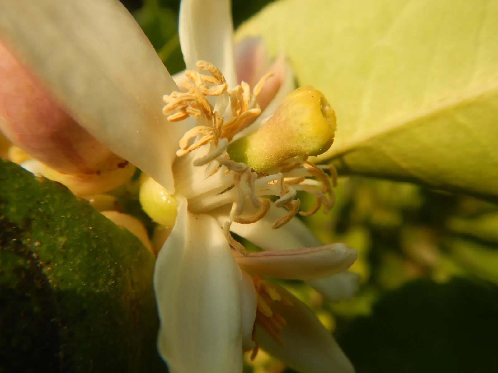 Key Lime (Citrus X Aurantifolia) — typically around 32°F.<br><br>A Key Lime tree can be a focal point in an edible landscape