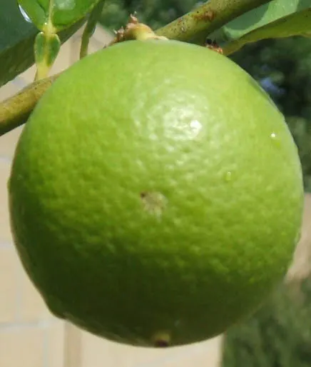 Key Lime (Citrus X Aurantifolia) — Prefers full sun and well-drained soil; it sports dense foliage and sharp thorns, image 63
