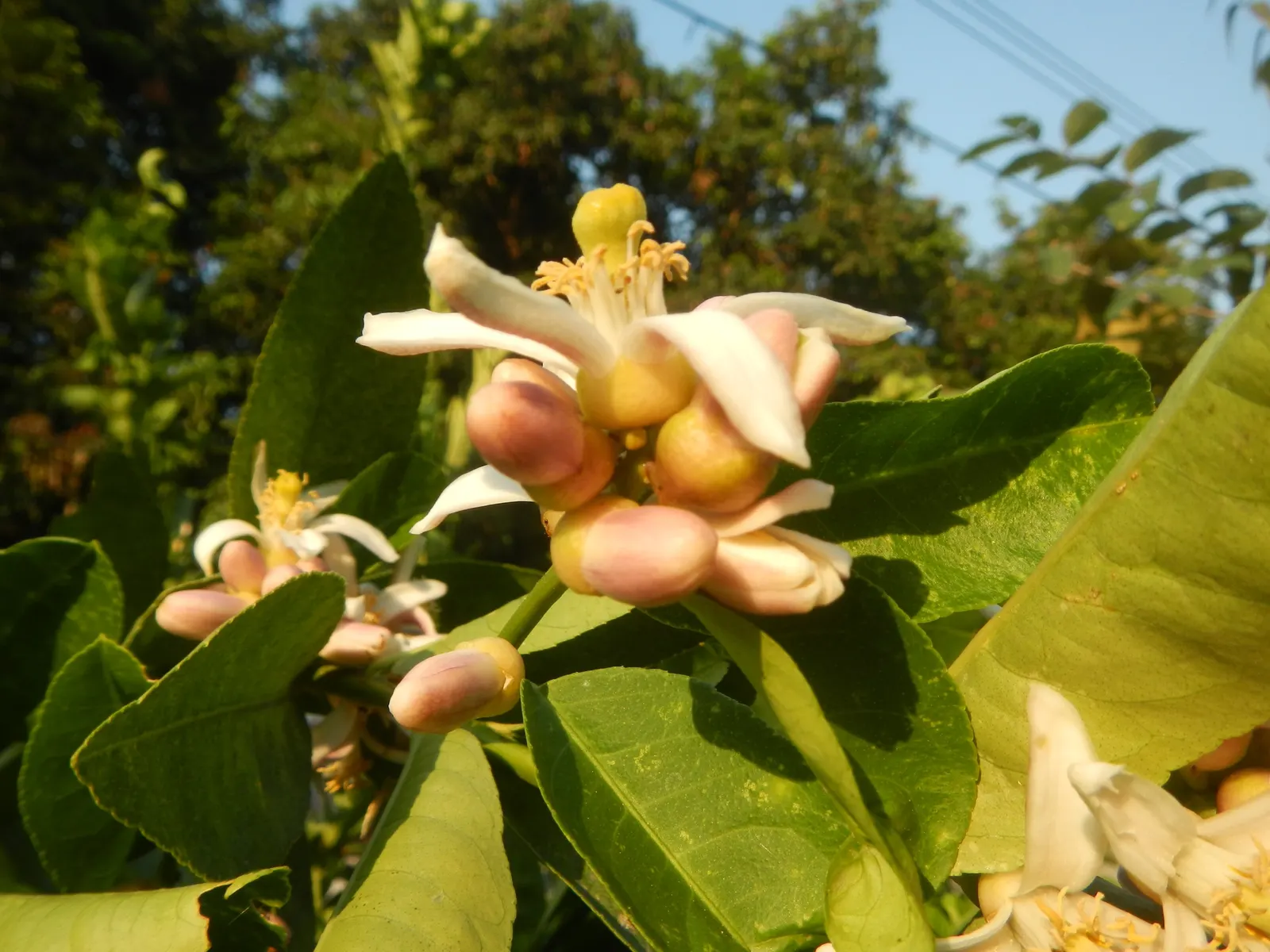 Key Lime (Citrus X Aurantifolia) — measuring 1 to 2 inches in diameter