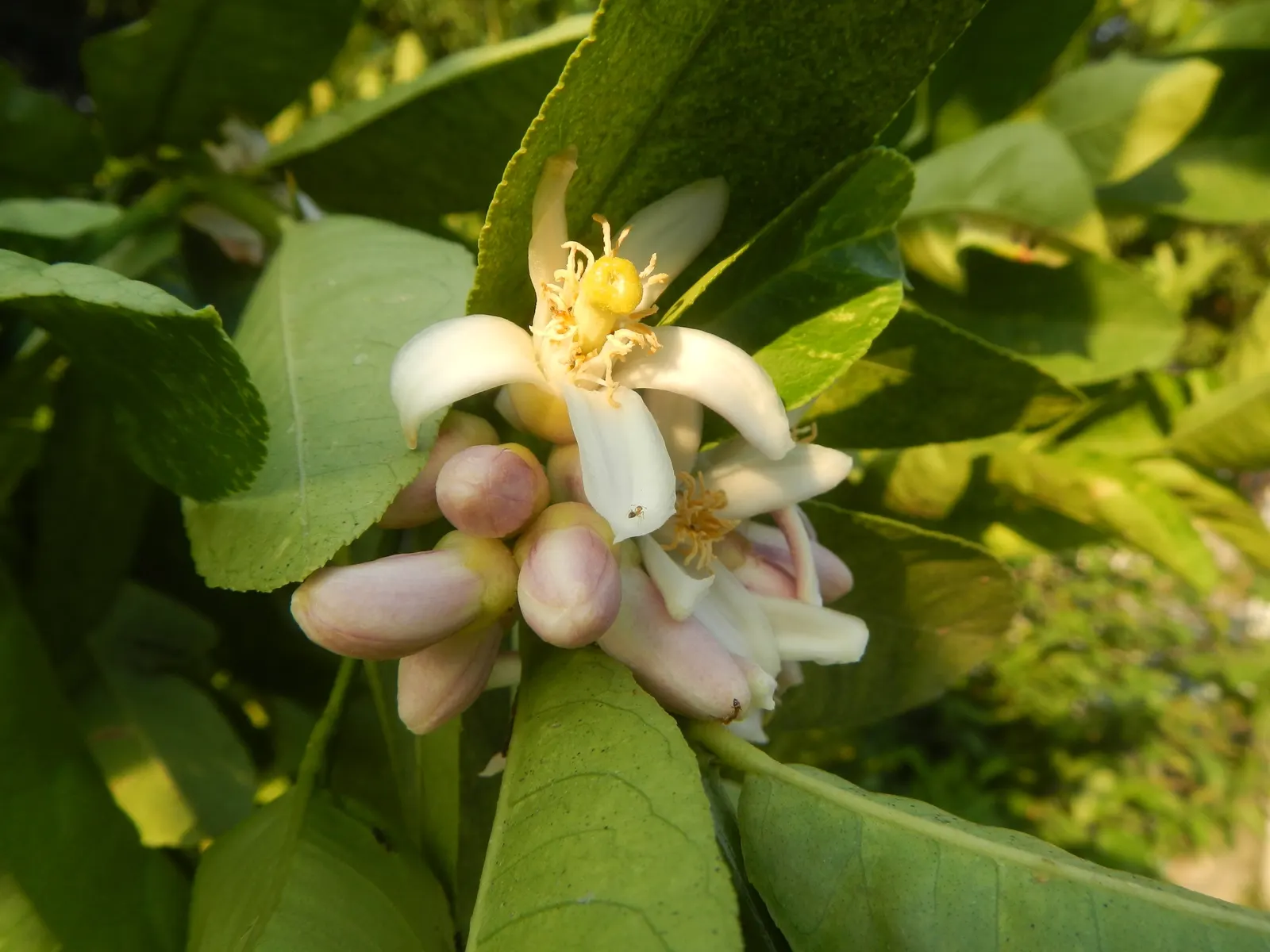 Key Lime (Citrus X Aurantifolia) — consider sufficient space for mature spread