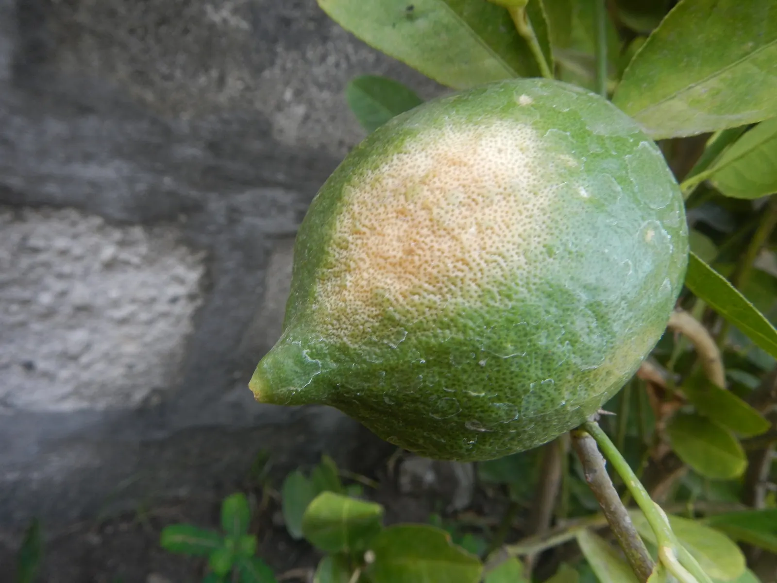 Key Lime (Citrus X Aurantifolia) — When incorporating it into a landscape plan; this tree is suited for USDA Hardiness Zones 9 through 11 and is somewhat