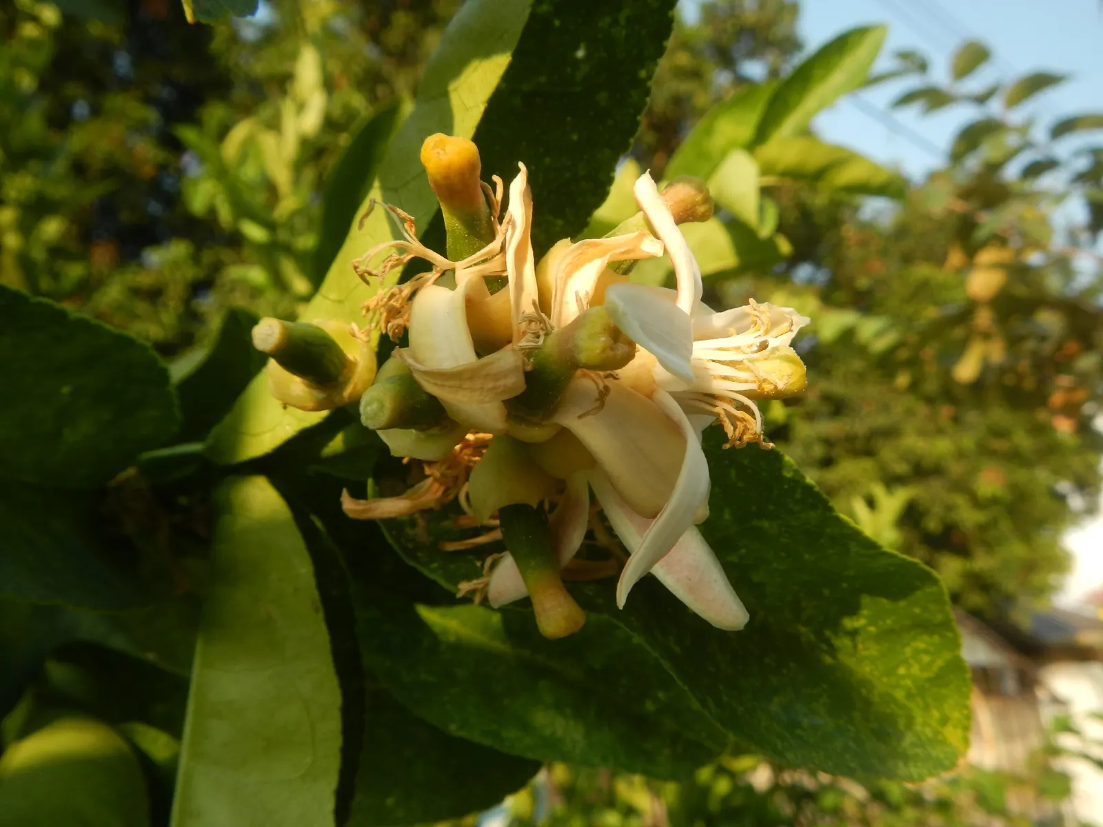 Key Lime (Citrus X Aurantifolia) — This tree is suited for USDA Hardiness Zones 9 through 11 and is somewhat cold-sensitive; requiring protection when