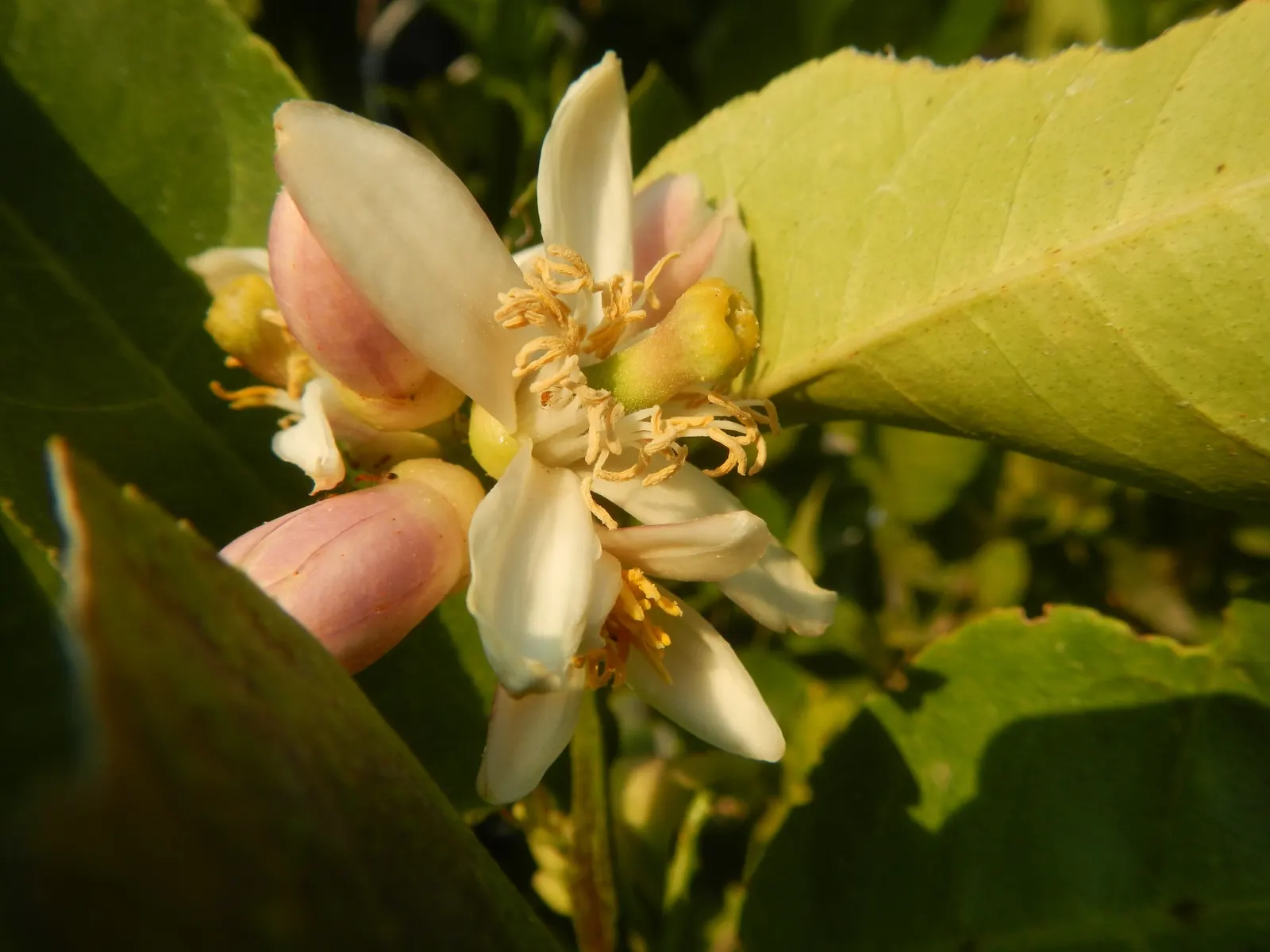 Key Lime (Citrus X Aurantifolia) — scientifically known as Citrus x aurantiifolia