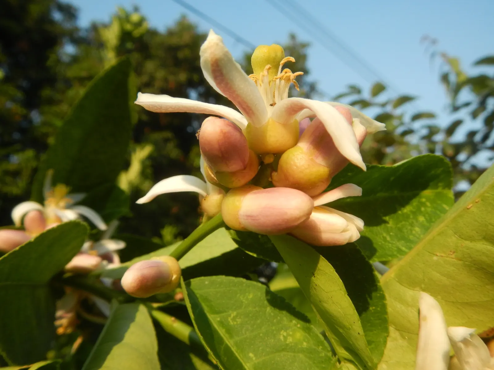 Key Lime (Citrus X Aurantifolia) — grows up to 6 to 13 feet in height with a spread of 4 to 8 feet