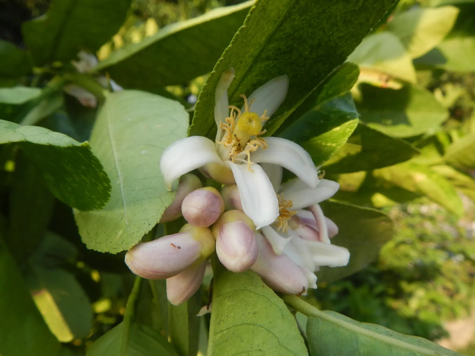 Key Lime (Citrus X Aurantifolia) — this tree typically grows up to 6 to 13 feet in height and spreads a similar width; a smaller statured citrus