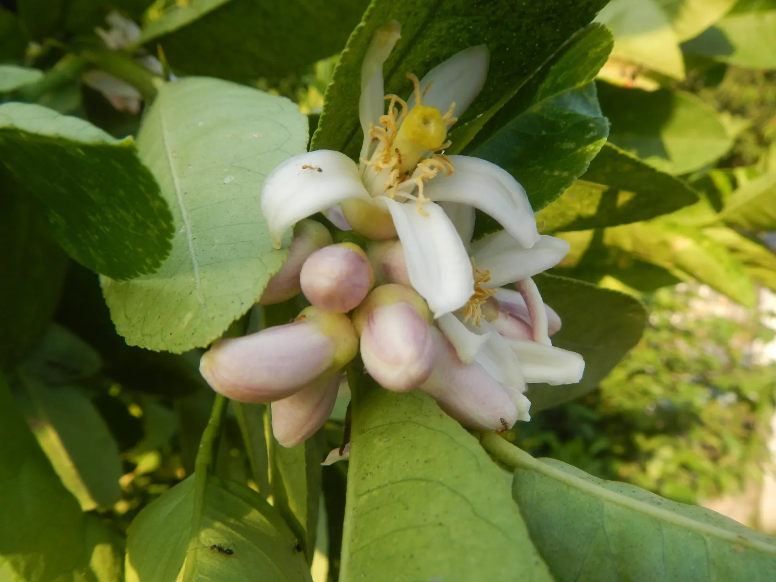 Key Lime (Citrus X Aurantifolia) — This tree is suited for USDA Hardiness Zones 9 through 11 and is somewhat cold-sensitive