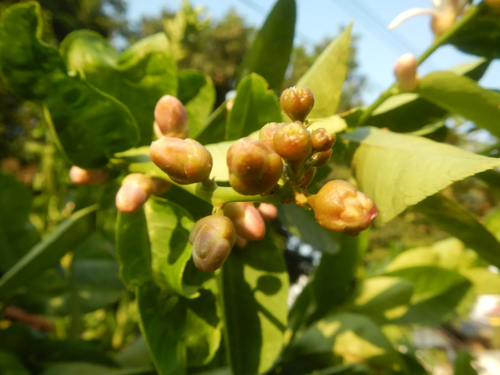 Key Lime (Citrus X Aurantifolia) — scientifically known as Citrus x aurantiifolia; measuring 1 to 2 inches in diameter