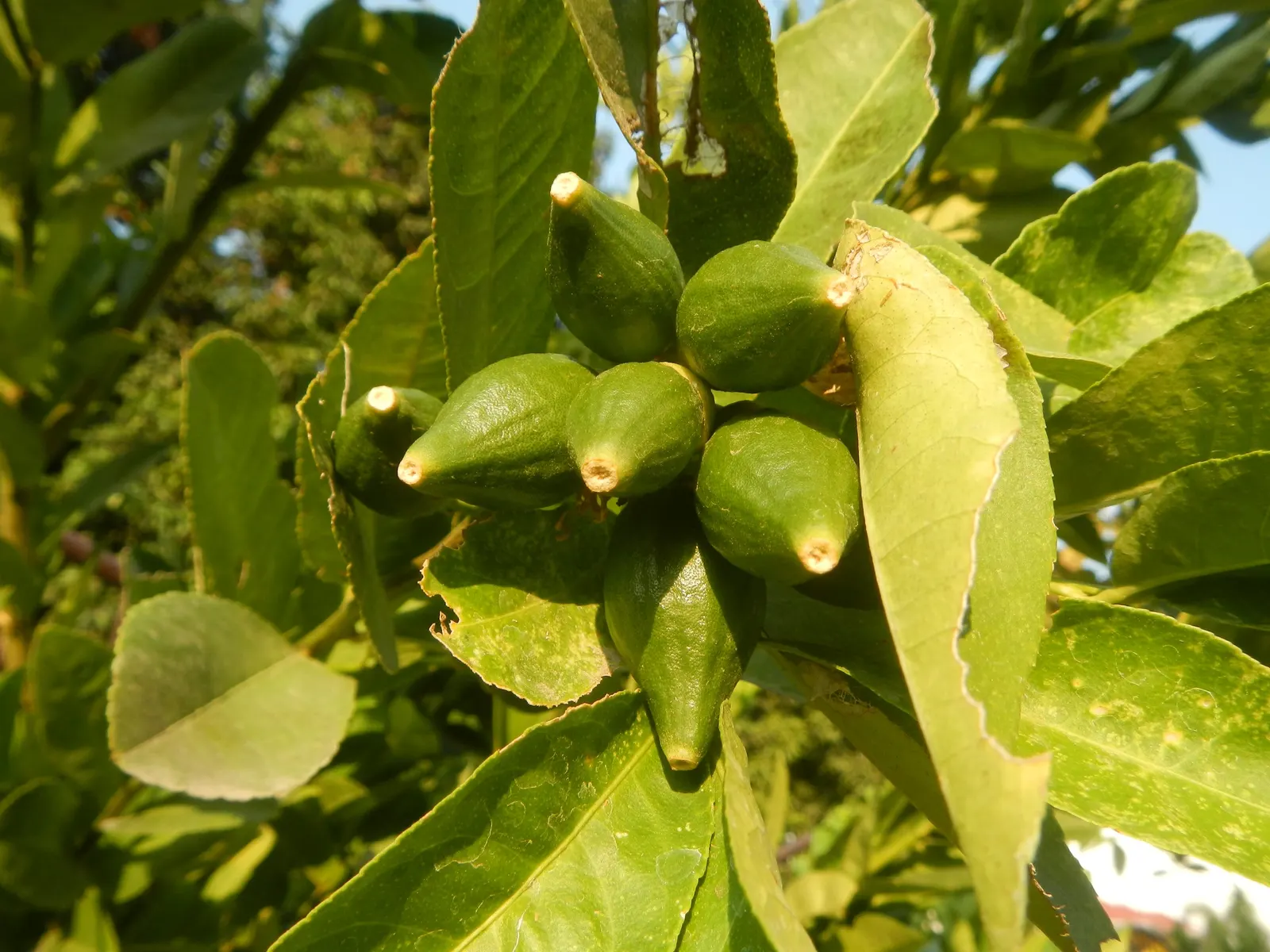 Key Lime (Citrus X Aurantifolia) — Ideal for container growth in cooler climates; this tree typically grows up to 6 to 13 feet in height and spreads a similar