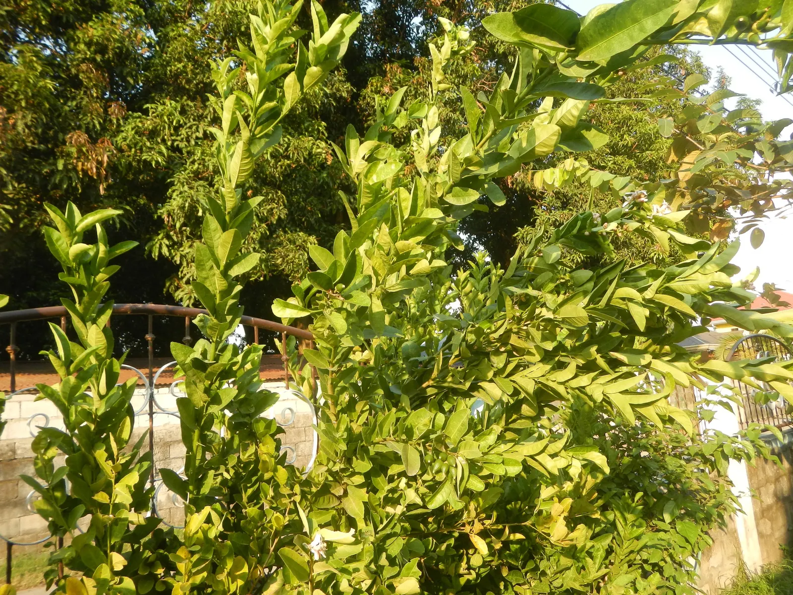Key Lime (Citrus X Aurantifolia) — is a fruit-bearing treasure of the subtropical garden landscape; when incorporating it into a landscape plan