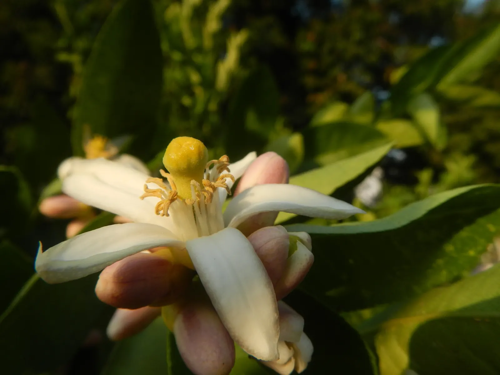 Key Lime (Citrus X Aurantifolia) — It sports dense foliage and sharp thorns; harvesting can occur multiple times a year, image 61