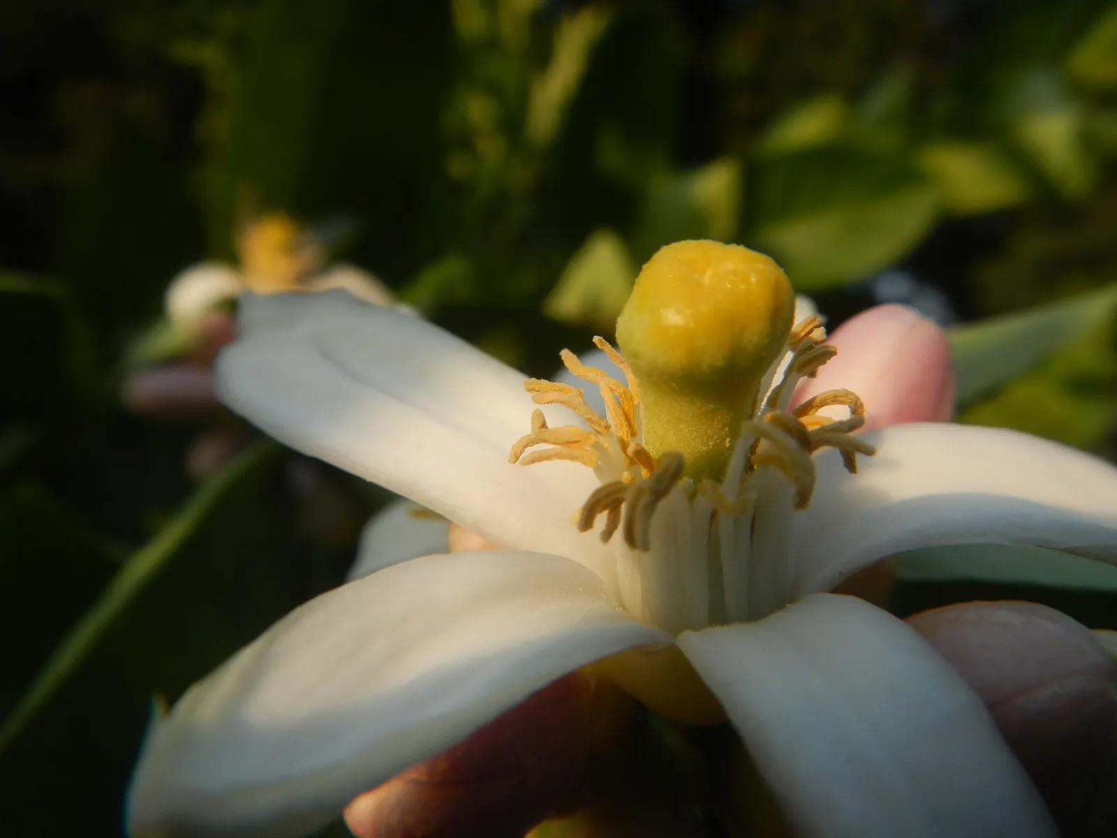 Key Lime (Citrus X Aurantifolia) — and ample sunlight for this sun-loving citrus to thrive