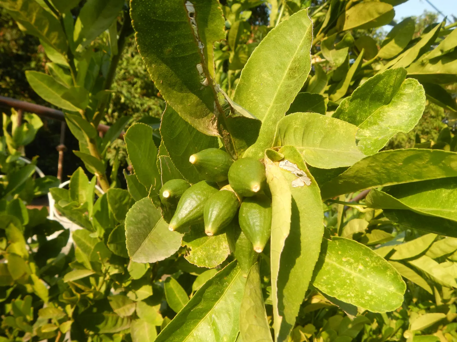 Key Lime (Citrus X Aurantifolia) — The Key Lime (Citrus x aurantifolia); this culinary gem produces small, green to yellow, 1-2 inch diameter, image 59