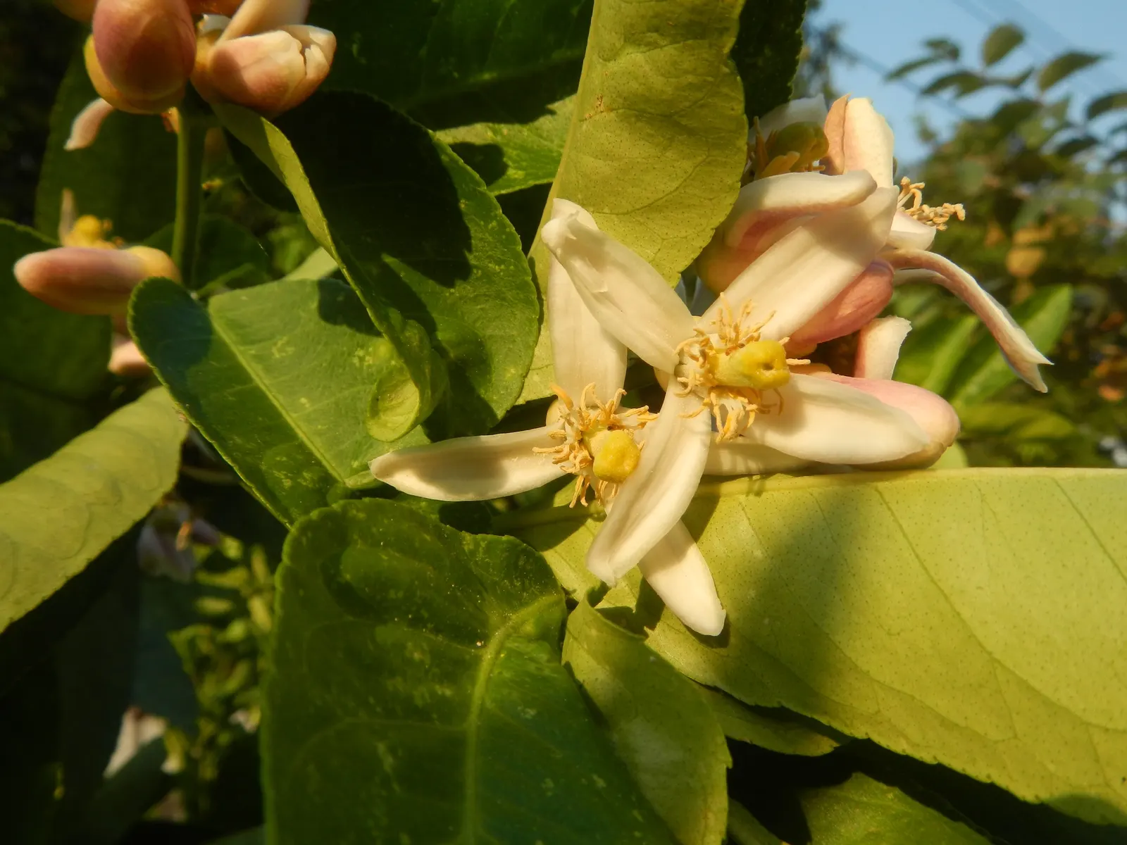 Key Lime (Citrus X Aurantifolia) — the Key Lime excites with delicate white blossoms that exude a sweet fragrance; is a fruit-bearing treasure of the