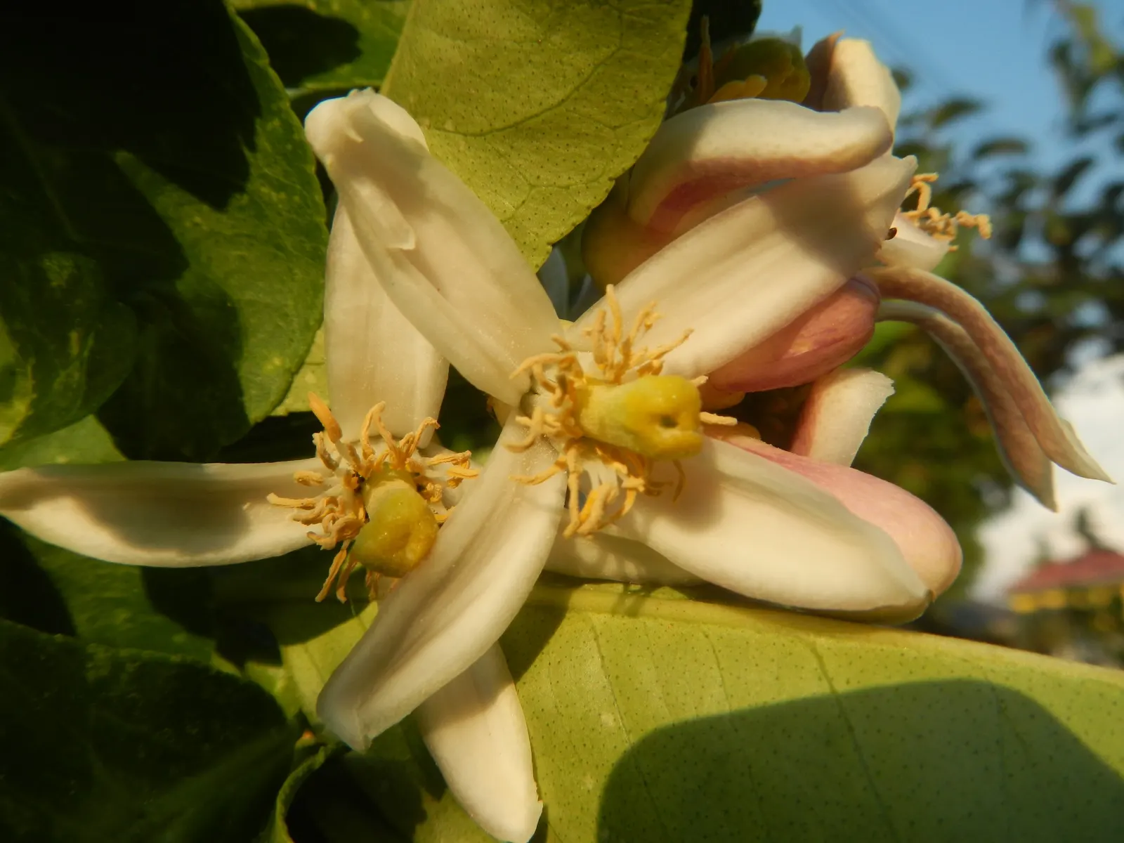 Key Lime (Citrus X Aurantifolia) — tree for full