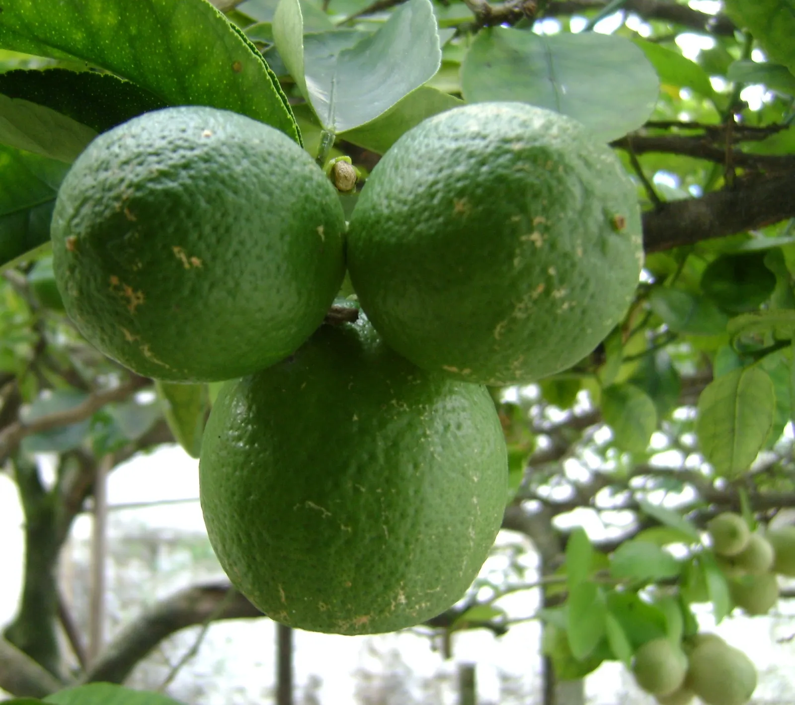 Key Lime (Citrus X Aurantifolia) — as the tree is prolific in its yield; the Key Lime excites with delicate white blossoms that exude a sweet fragrance