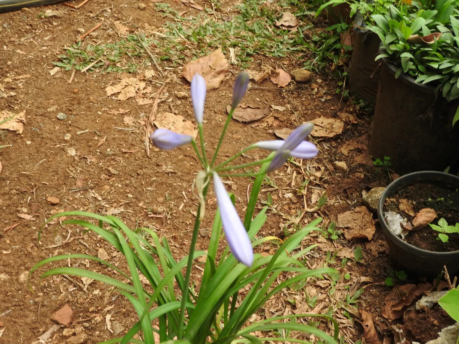 Dwarf Lily Of The Nile (Agapanthus 'Peter Pan') — light blue flowers atop slender