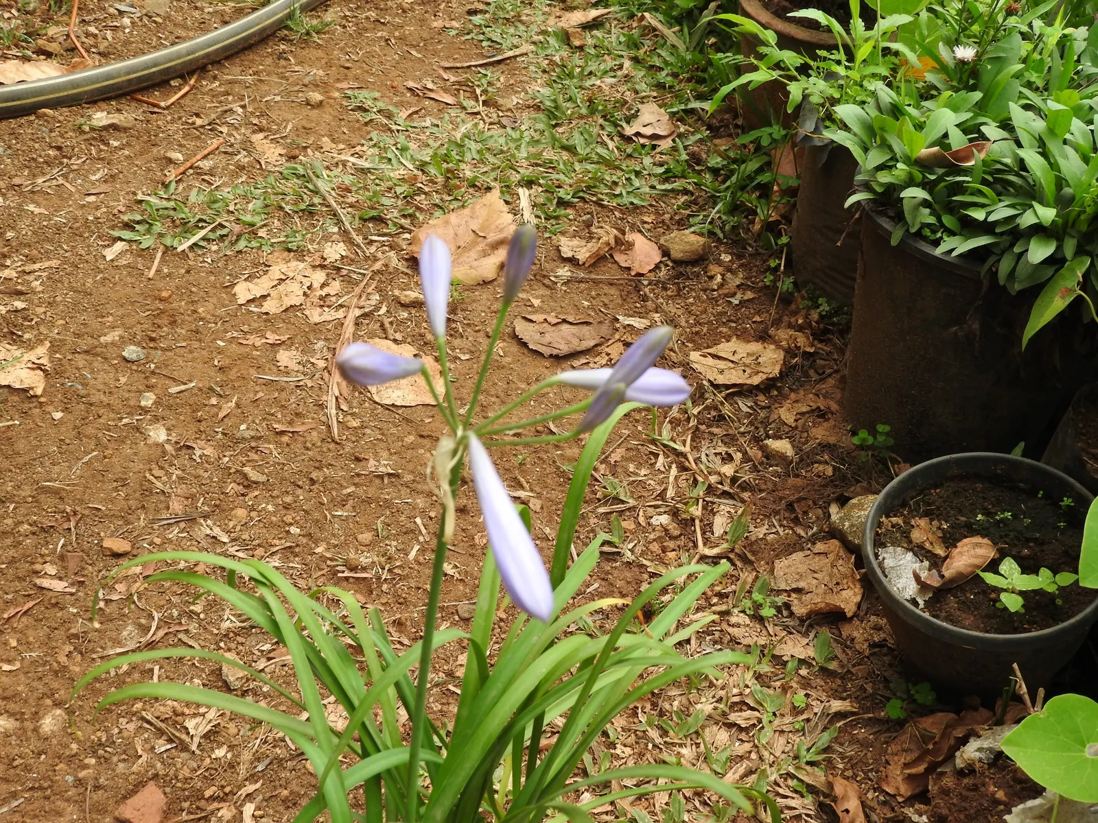 Dwarf Lily Of The Nile (Agapanthus 'Peter Pan') — globular clusters of star-shaped