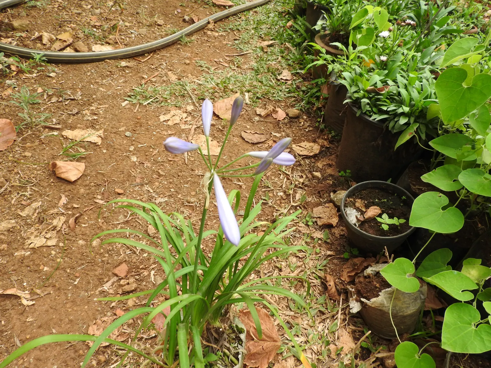 Dwarf Lily Of The Nile (Agapanthus 'Peter Pan') — reaching about 1.5 feet tall and 2 feet wide