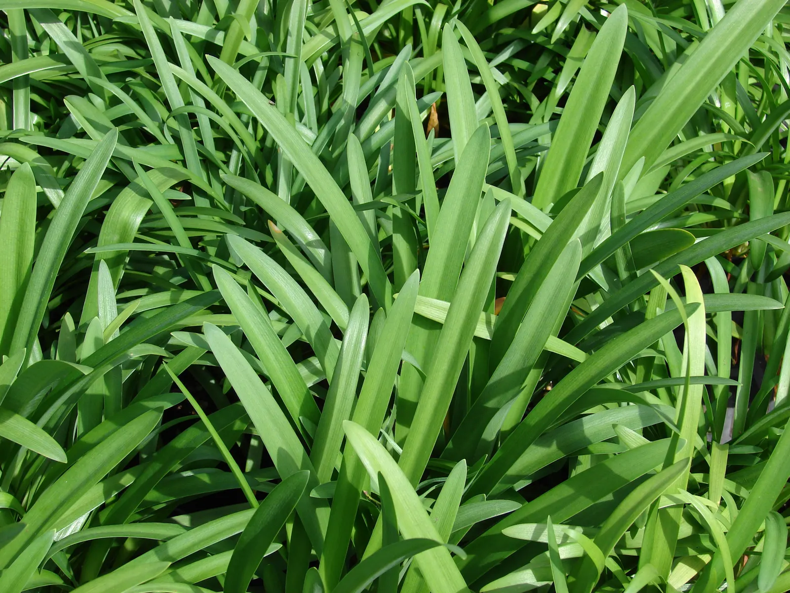 Dwarf Lily Of The Nile (Agapanthus 'Peter Pan') — The Agapanthus 'Peter Pan' is a compact perennial with a clumping habit