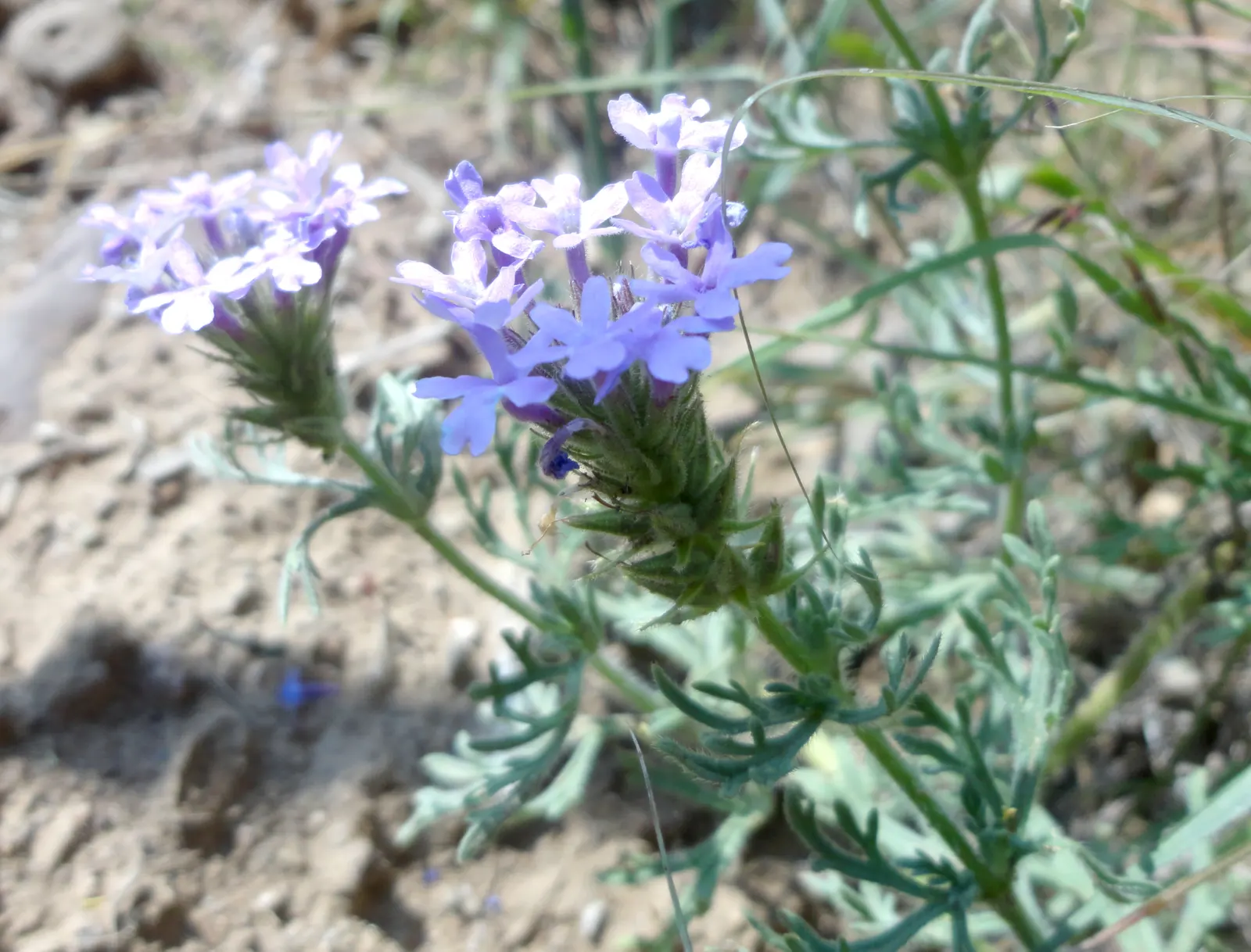 Prairie Verbena (Glandularia Bipinnatifida) — reaching a height of about 6-12 inches