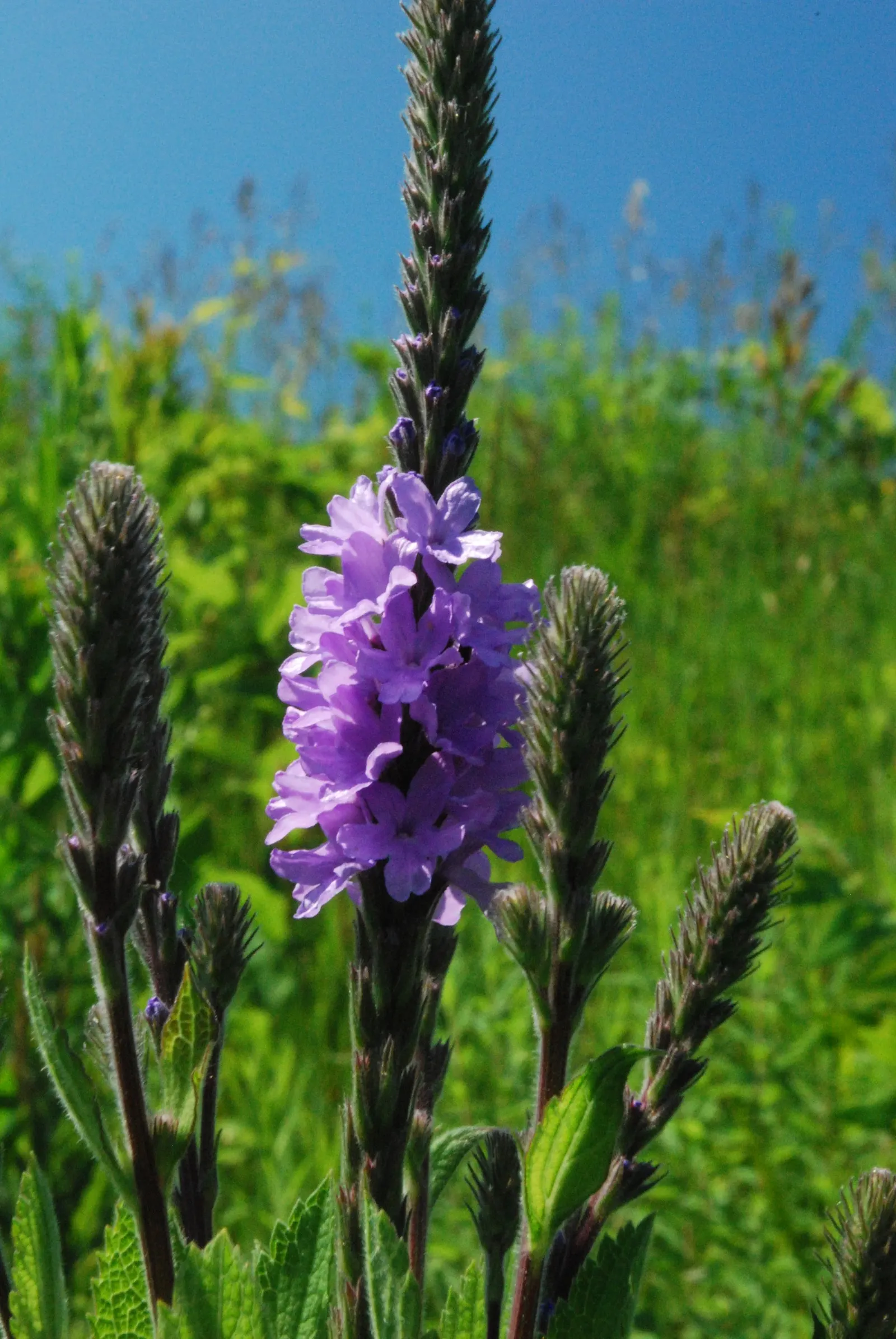 Prairie Verbena (Glandularia Bipinnatifida) — is a perennial favorite among garden enthusiasts for its hardy resilience and long blooming season, image 31