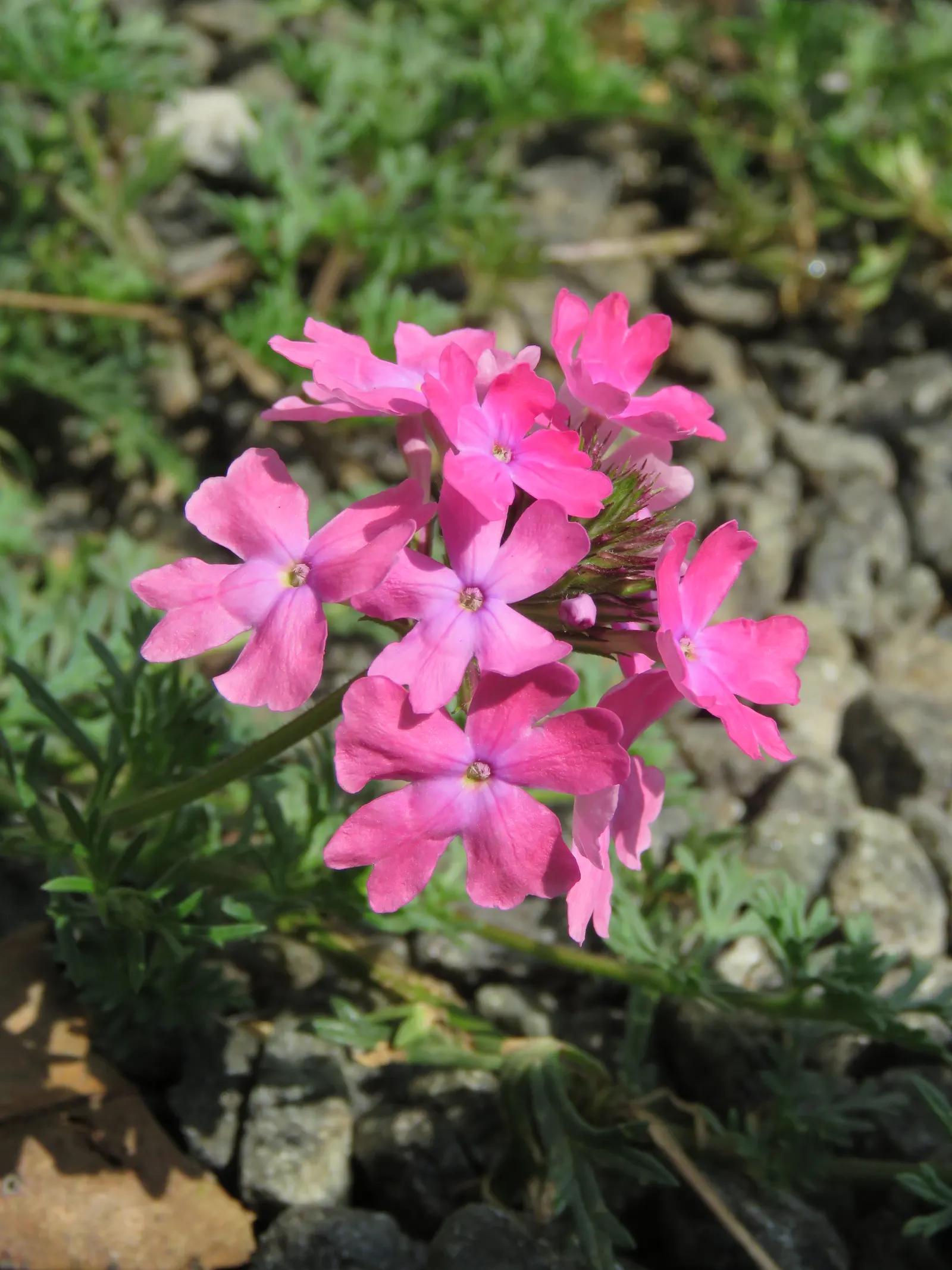 Prairie Verbena (Glandularia Bipinnatifida) — it's ideal for rock gardens